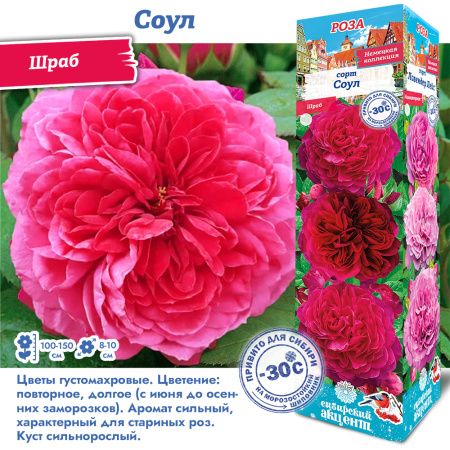 Роза Соул (Шраб) 1шт (Сиб сад)
