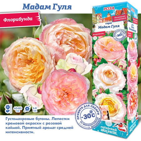 Роза Мадам Гуля (Флорибунда) 1шт (Сиб сад)