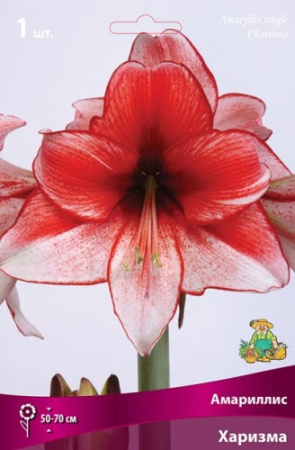 Амариллис Харизма 24/26 1шт (Поиск)