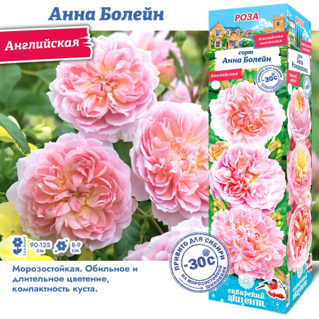 Роза Анна Болейн (Английская) 1шт (Сиб сад)