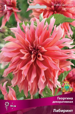 Георгина Лабиринт 1шт (Поиск)